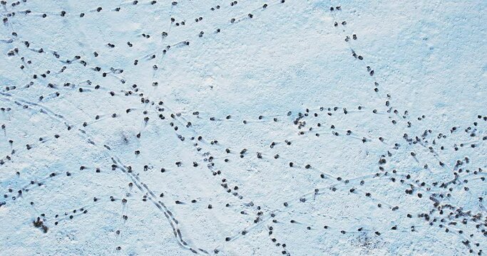 Animal tracks in the snow. Aerial view. Traces of wild animals in winter.