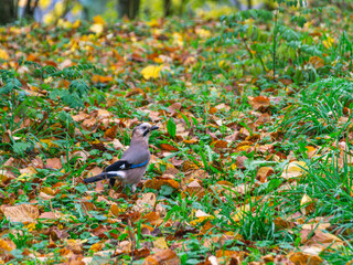 A bird of the genus of jays of the vranov family of the sparrow order. The usual stand. A small gray bird with a blue wing on a background of green grass. 