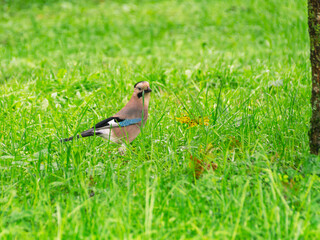 A bird of the genus of jays of the vranov family of the sparrow order. The usual stand. A small gray bird with a blue wing on a background of green grass. 