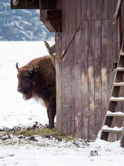 bison alone after eating