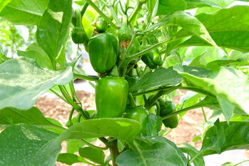 Green bell pepper hanging on the tree in the organic garden, green peppers growing in the garden in India. green green capsicum. - obrazy, fototapety, plakaty