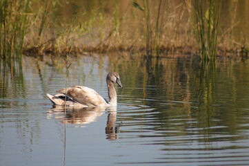 Young swan on lake with reflections closeup view with selective focus on foreground