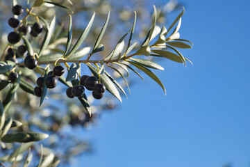 Several black olives in small bunches hanging from the branch of an olive tree. Concept oil, food,...