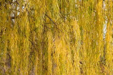 Autumnal black willow leaves closeup view with selective focus on foreground © Cenusa Silviu Carol