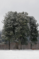 A big lonely cedar tree in winter under the snow