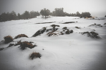 snowy landscape with snow, rocks and trees during a storm blizzard in high mountains in winter