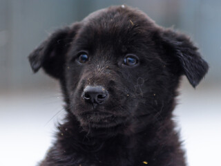 Close-up of a dark close-up mixed breed puppy