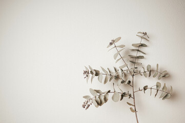 Branch of dried eucalyptus leaves. Minimal composition in white background with copy space.