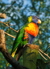 Lorikeet also called Lori for short, are parrot-like birds in colorful plumage.