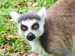 Maki monkey on the ground looking at the viewer. interested and playful are the black and white monkeys. © Martin