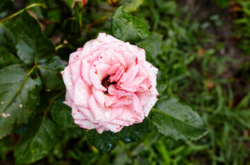 Pink rose with water drops in the garden. A bush of beautiful rose in summer light. Beautiful spring or summer blooming rose plant