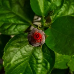 Flower Bloom closeup.