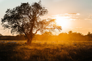 Fototapeta na wymiar a lonely tree at a fiery sunset in a field