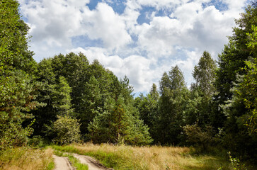 Dense forest against the sky and meadows. Beautiful landscape of a row of trees and road in the forest
