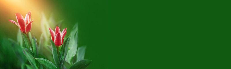 Naklejka premium tulips, spring flowers at sunrise in the garden