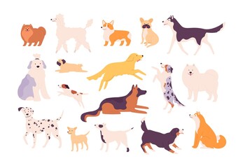 Cartoon funny breed dogs in poses, dalmatian, corgi and bulldog. Sitting, standing and jumping pet. Labrador, samoyed and poodle vector set