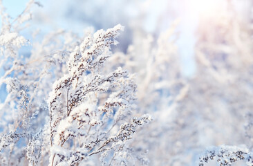 Frozen grass close up, gentle snowy natural background. beautiful winter landscape. cold frosty...