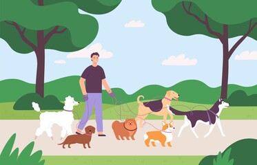 Obraz na płótnie Canvas Man volunteer character walking with many dogs on leash at park. Dog sitter job outdoor. Flat dogs walk service or pet care vector concept