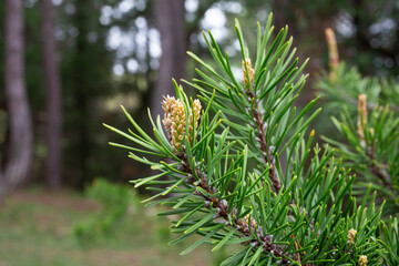 young pine buds, heatlhy drug in alternative medicine