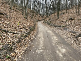 Earth road in woodland. Country path going through hills with trees.