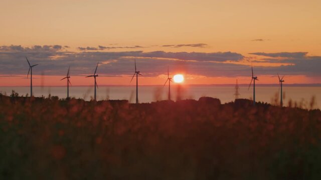 Rack focus of oat crop in sunset light to wind turbines silhouette