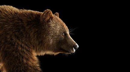 Fotobehang Brown grizzly bear portrait on black. © Photocreo Bednarek