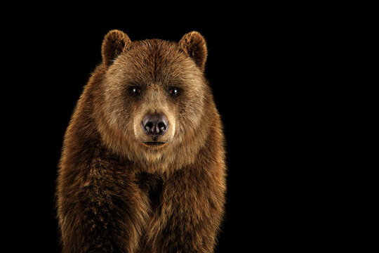 Brown grizzly bear portrait on black.