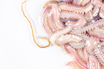 Sand Worm (Perinereis sp.) is the same species as sea worms (Polychaete), Living in a beach area with relatively shallow water levels for education in laboratory.