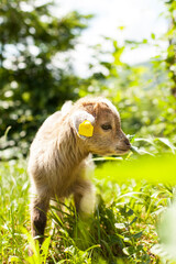 Baby Ziege in der Wiese. Jungtier am Bauernhof. Baby goat in the meadow. Young animal on the farm.