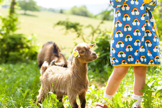 Kind f&uuml;ttert Ziege. Jungtier f&uuml;ttern am Bauernhof. Urlaub am Bauernhof. Child feeds goat. Feeding cubs on the farm. Holiday on a farm.