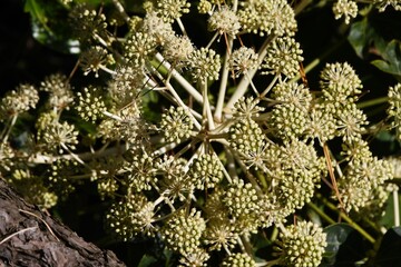 Japanese aralia flowers. Araliaceae evergreen shrub. The flowering season is late autumn and the fruits ripen in April to May of the following year. 