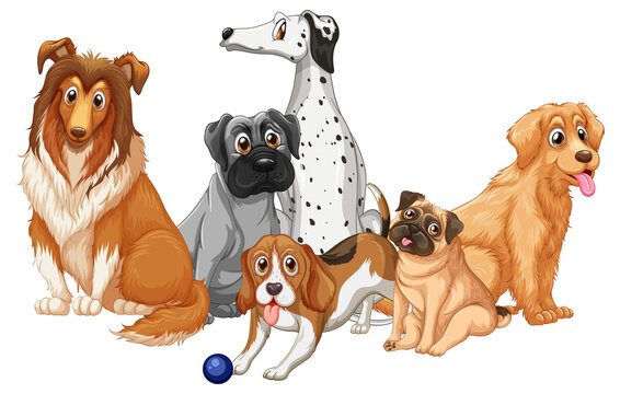 Group of dog breeds on white background