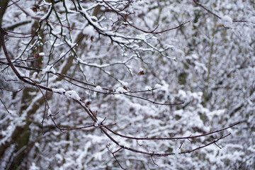 a lot of trees with snow. winter. winter forest