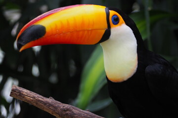 Fototapeta premium toucan on a branch