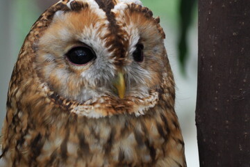 great horned owl