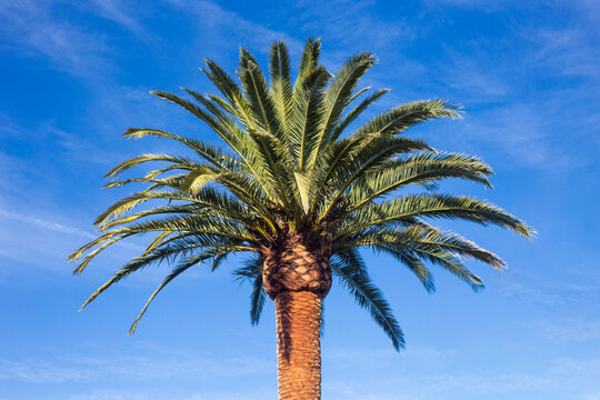 Freshly pruned palm tree, Phoenix canariensis, sunny day with blue sky. Arecaceae. Liliopsida. horizontal photograph