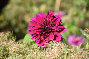 Fototapeta premium flower