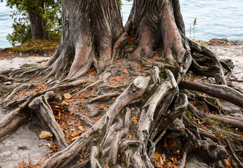 stump
