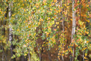 Close up forest details with small yellow leaves.