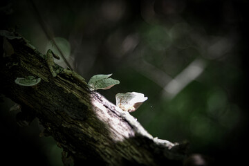 fungus on a leaf