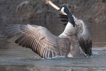 goose in flight