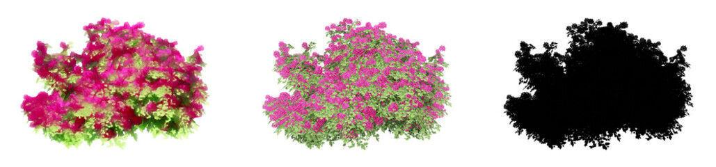 Set or collection of  Bougainvillea bushes, painted, natural and as a black silhouette, isolated on white background. Concept or conceptual 3d illustration for nature, ecology and conservation, beauty