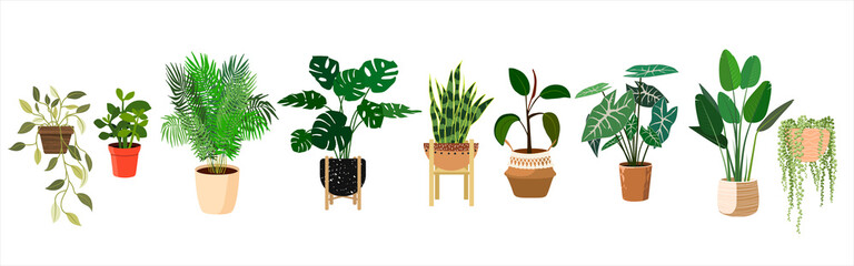 House plants in floral pots in flat style. Collection of isolated domestic plants. For printing, poster, banner, logo, label or room decor.