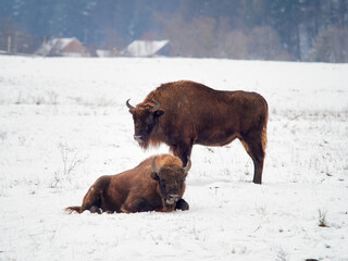 two bison enjoying each other