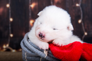 White fluffy small Samoyed puppy dog in a Christmas gift box