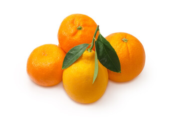 Different citrus on a white background