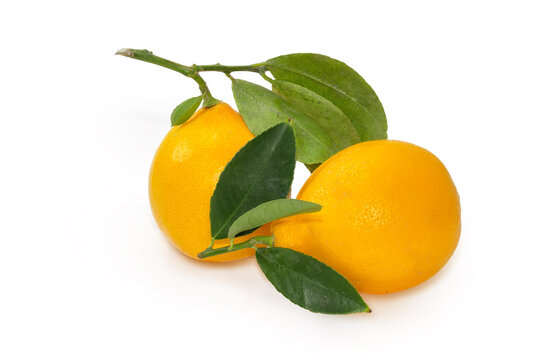 Two lemons on twigs with leaves on a white background