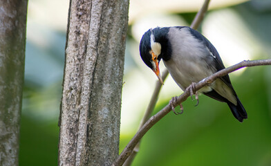A close up shot of a bird name Indian Pied Myna