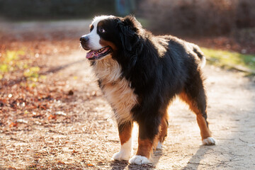 male Bernese Mountain Dog standing on the road in the opposite light