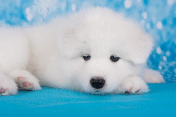 White fluffy small Samoyed puppy dog is sleeping on blue blanket